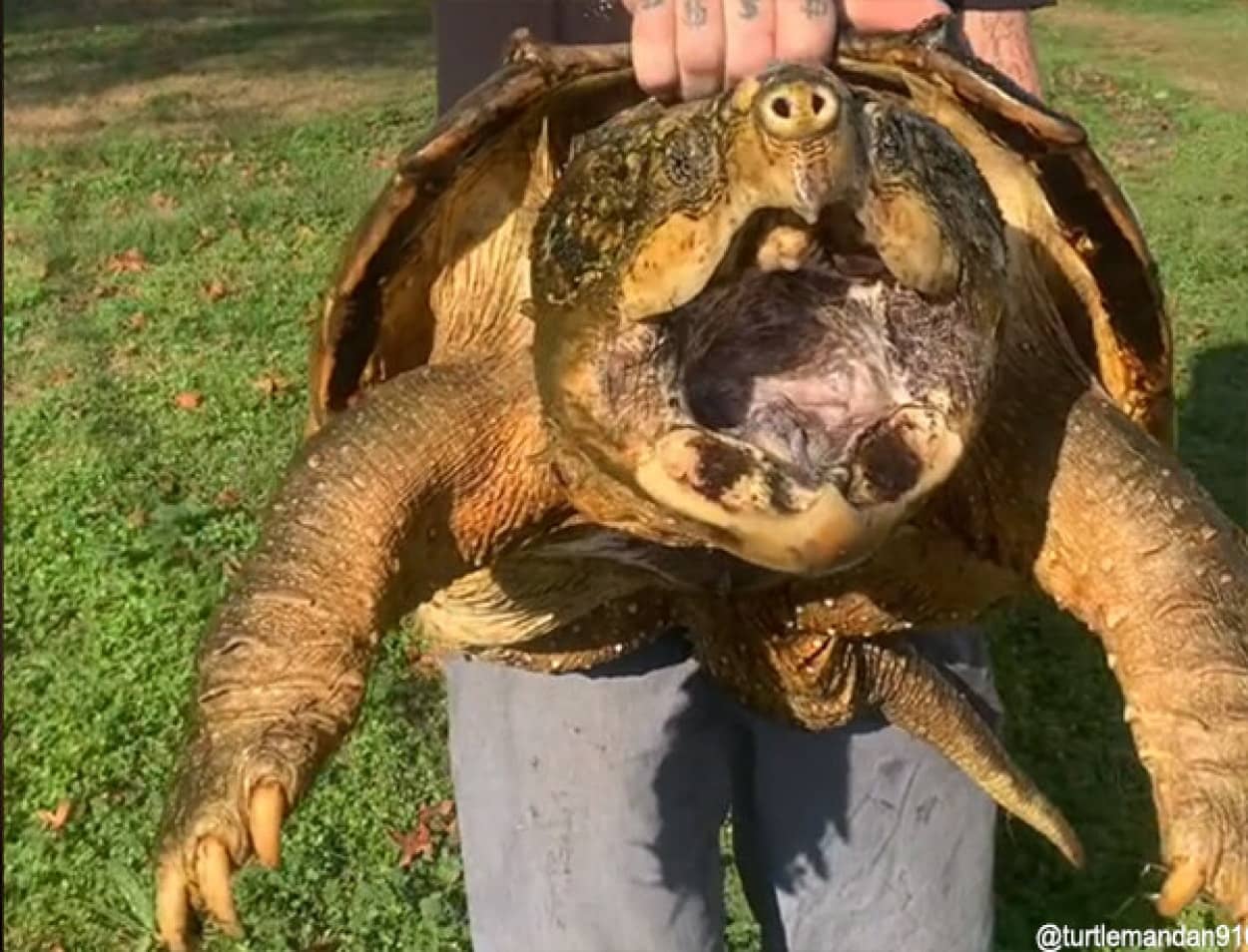 100歳のワニガメが行方不明