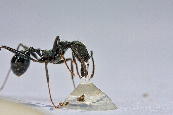 insect drinking drink 1