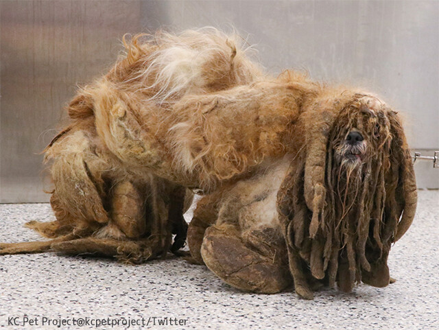 謎生物の状態で発見されたシーズー犬、3キロの毛の塊をカットし愛らしい姿に生まれ変わる