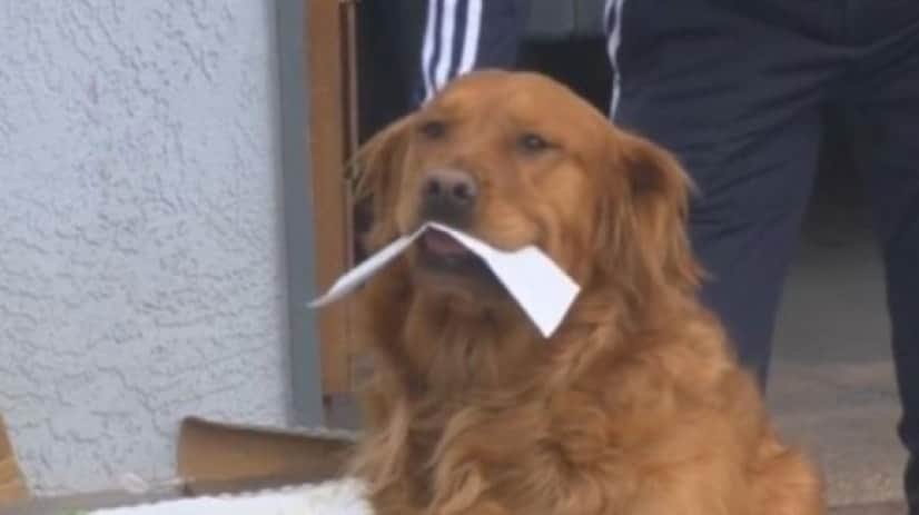 dog1_e