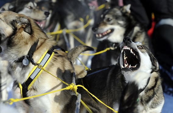 過酷な寒さに耐えながら約1850キロに渡るアラスカ横断犬ぞりレース アイディタロッド カラパイア