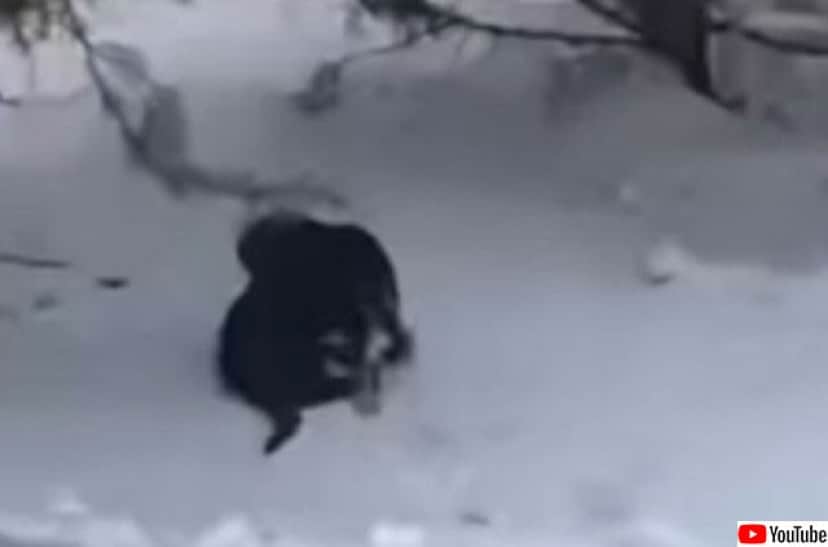 雪積る日 猫をくわえ自分の犬小屋に運び寒さから守ろうとした犬 カラパイア 雪積る日 猫をくわえ自分の犬小屋に運び寒さから守ろうとした犬 カラパイア