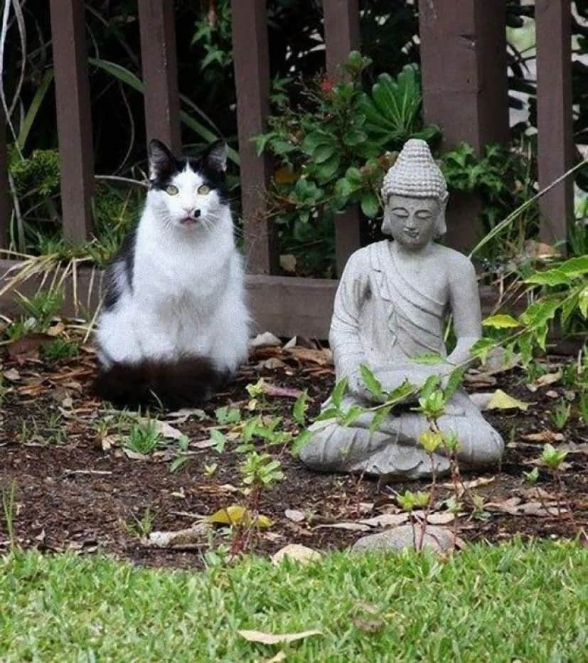 catnstatue13_e
