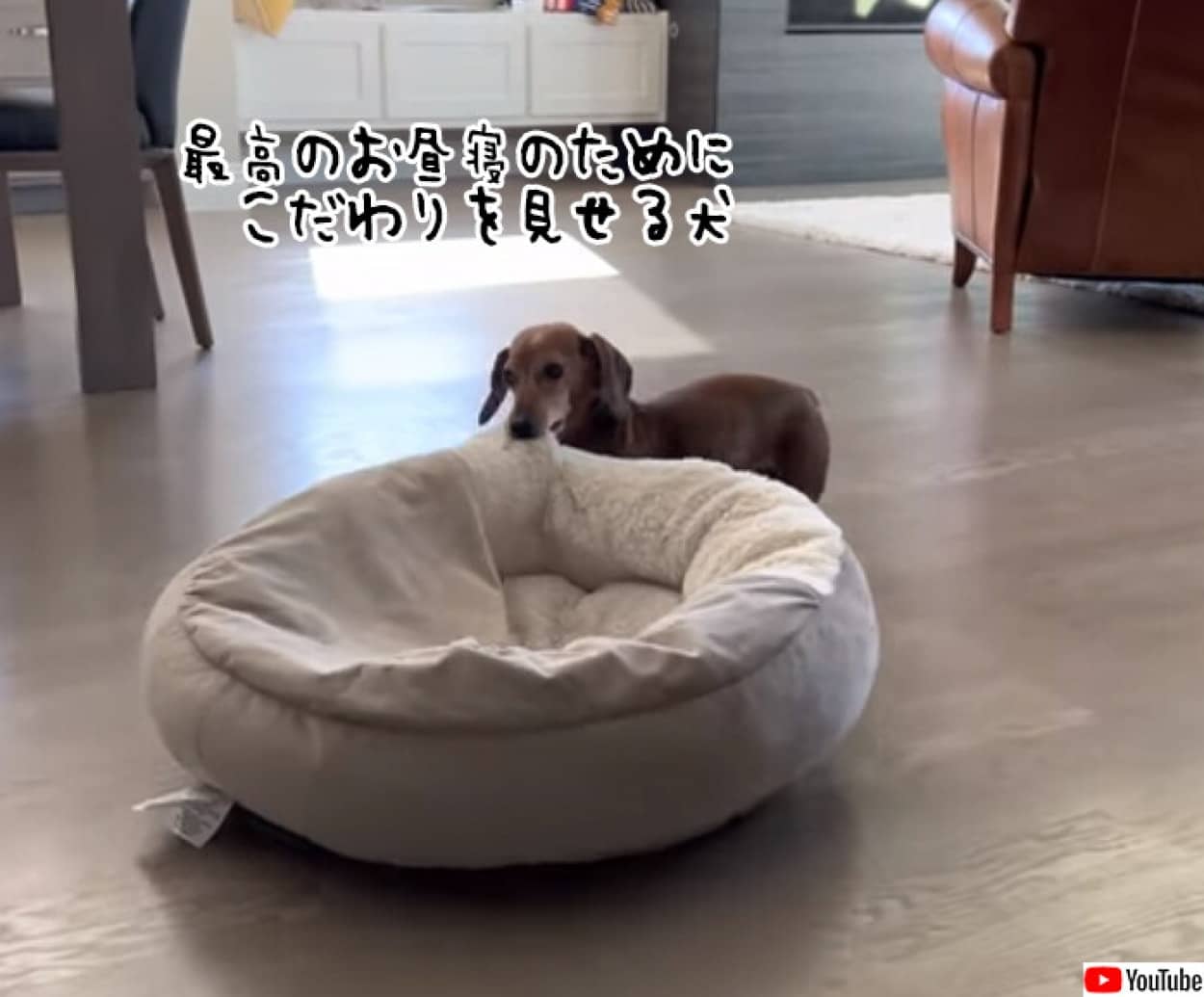 最高のお昼寝を追求する犬