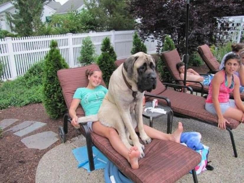 big-puppy9_e