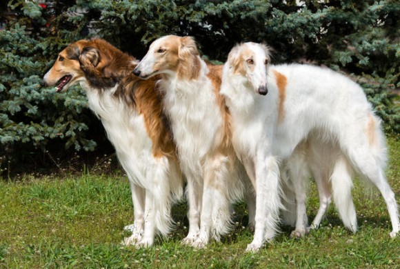 魅惑の大型犬 ロシア原産の俊敏なる巨人 ボルゾイに関する10の事実 カラパイア