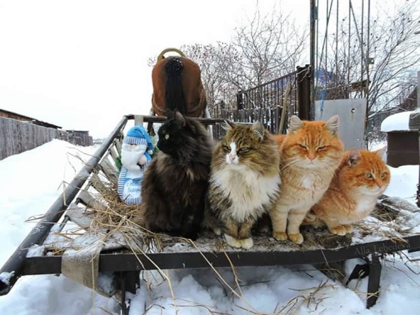 cat12_e