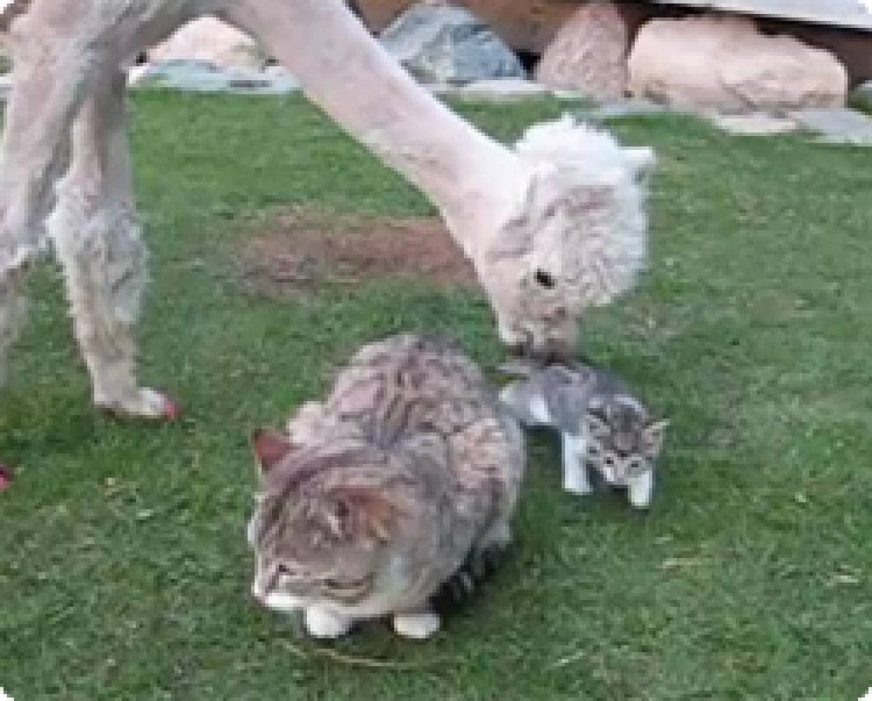 アルパカ 誰よりも子猫を愛する カラパイア