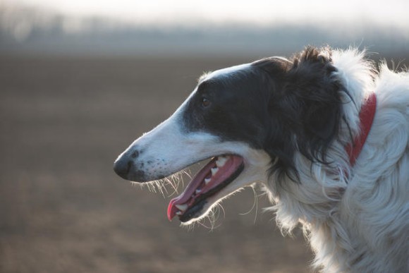 魅惑の大型犬 ロシア原産の俊敏なる巨人 ボルゾイに関する10の事実 カラパイア