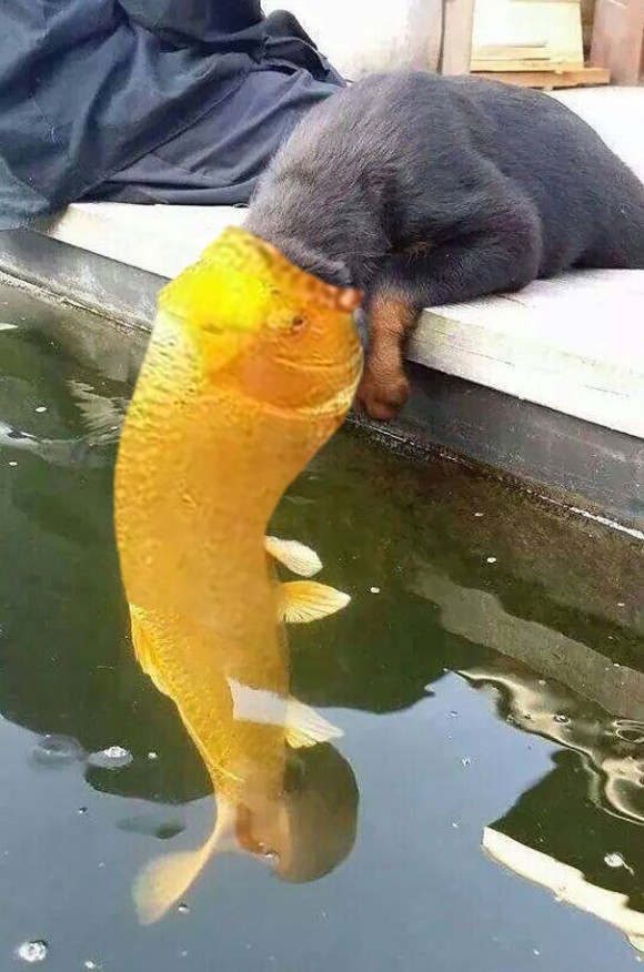 鯉に恋する犬のキスがあまりにもロマンティックだったからコラ職人がんばる カラパイア 鯉に恋する犬のキスがあまりにもロマンティックだったからコラ職人がんばる カラパイア