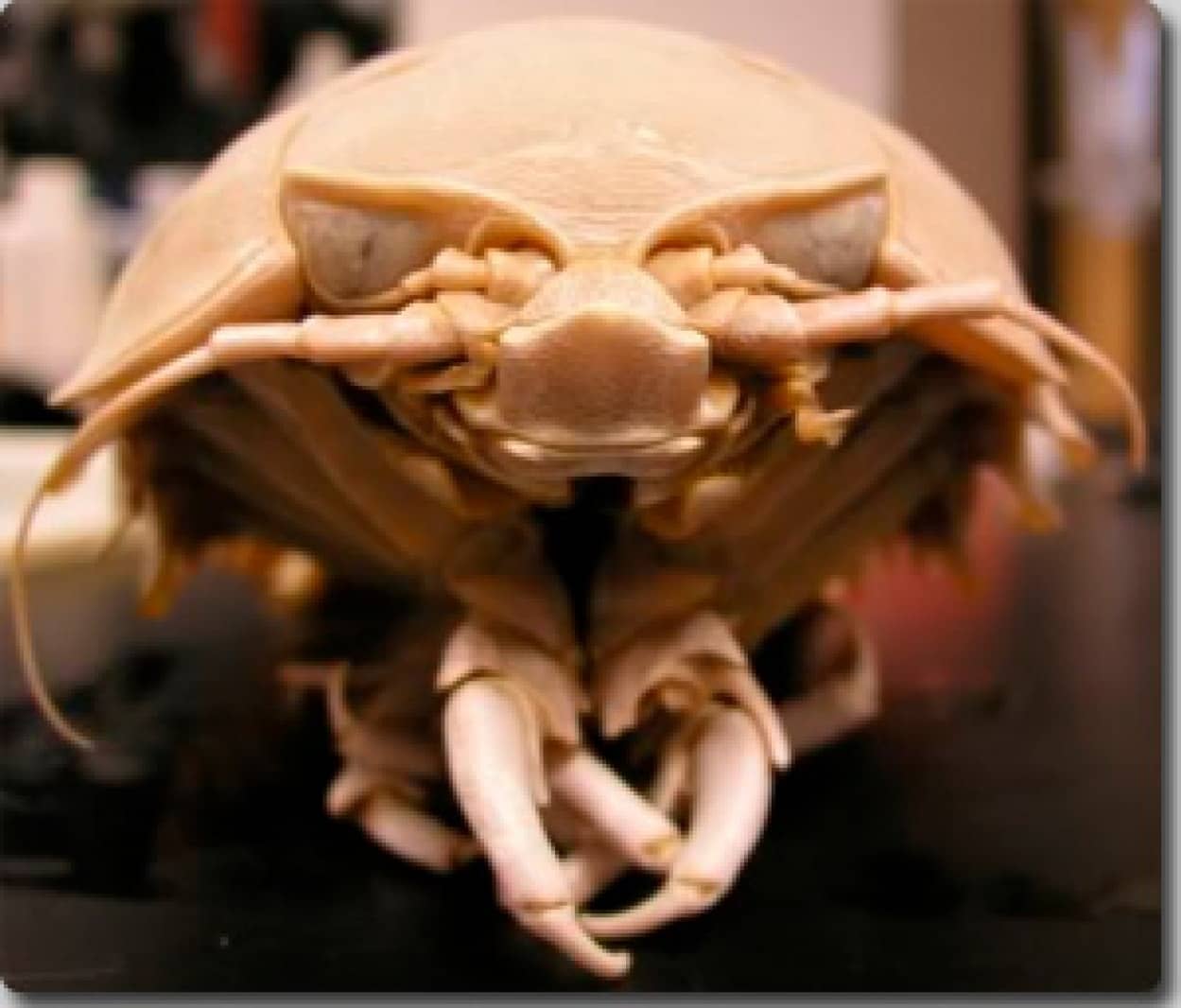 ネットアイドル生物図鑑 深海で屍骸を漁る海の掃除屋 ダイオウグソクムシ カラパイア