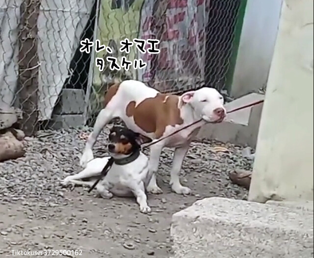 待ってろ今助ける！仲間の紐を噛みちぎって助け出した犬