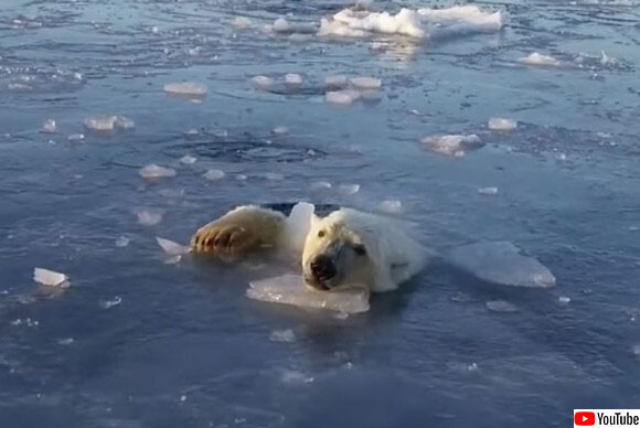 なんだ？なんだなんだ？ザクザクと海氷を割りながらドローンを追いかけるシロクマ