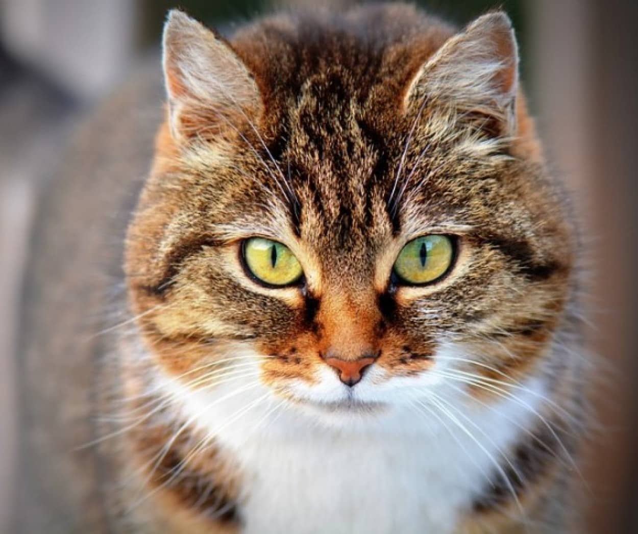 オーストラリアでは 猫の夜間外出禁止 地域により 1世帯2匹まで の規制条例が年より施行される カラパイア オーストラリアでは 猫の夜間外出禁止 地域により 1世帯2匹まで の規制条例が年より施行される カラパイア