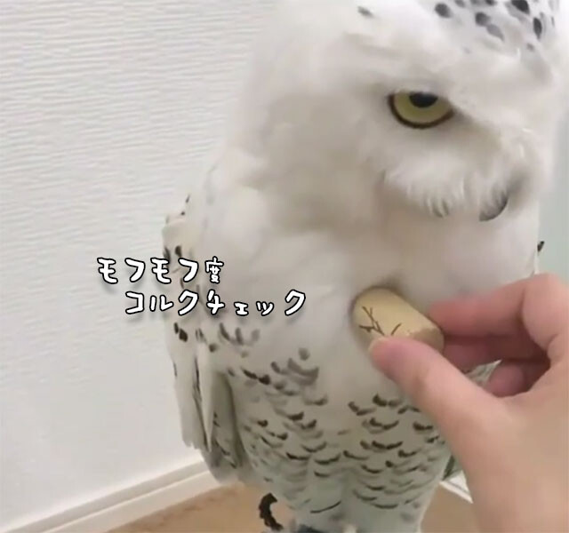 極上の羽毛やん シロフクロウのふわふわ度をコルク栓で測定 カラパイア