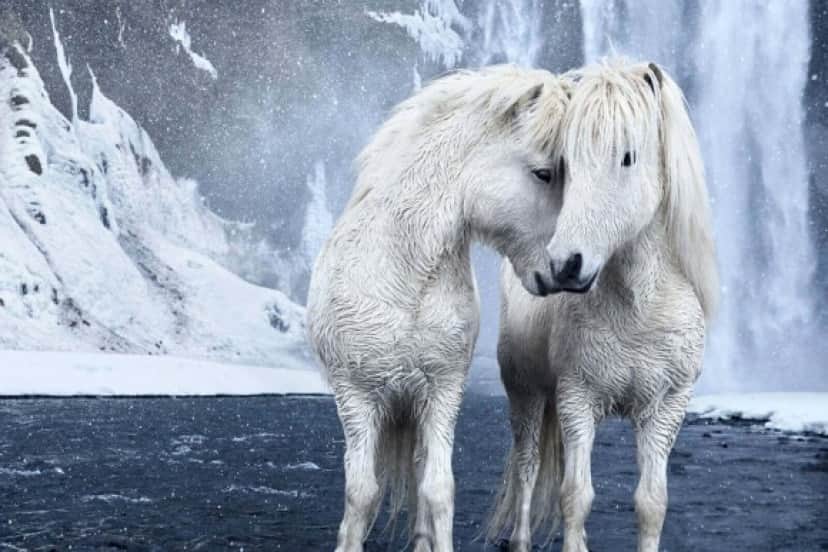 ファンタジーの世界かよ 極寒のアイスランドに住む神獣のような美しい馬たちの写真 カラパイア