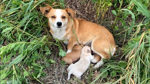 子犬と共に捨てられた母犬、他の人を寄せ付けず元の飼い主が戻ってくるのを信じて待ち続けていた（セルビア）