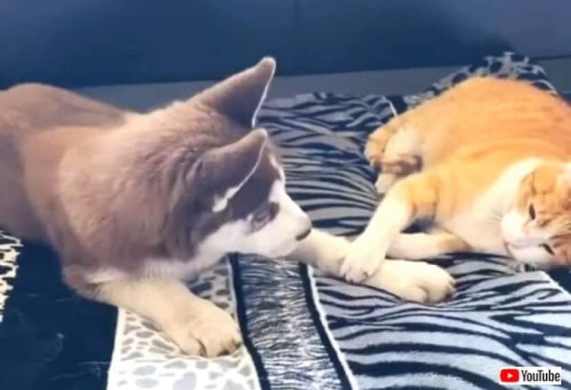 まったり仲良しわんことにゃんこ ハスキーの子犬と猫のいちゃこらタイムに和んじゃおう カラパイア まったり仲良しわんことにゃんこ ハスキーの子犬と猫のいちゃこらタイムに和んじゃおう カラパイア