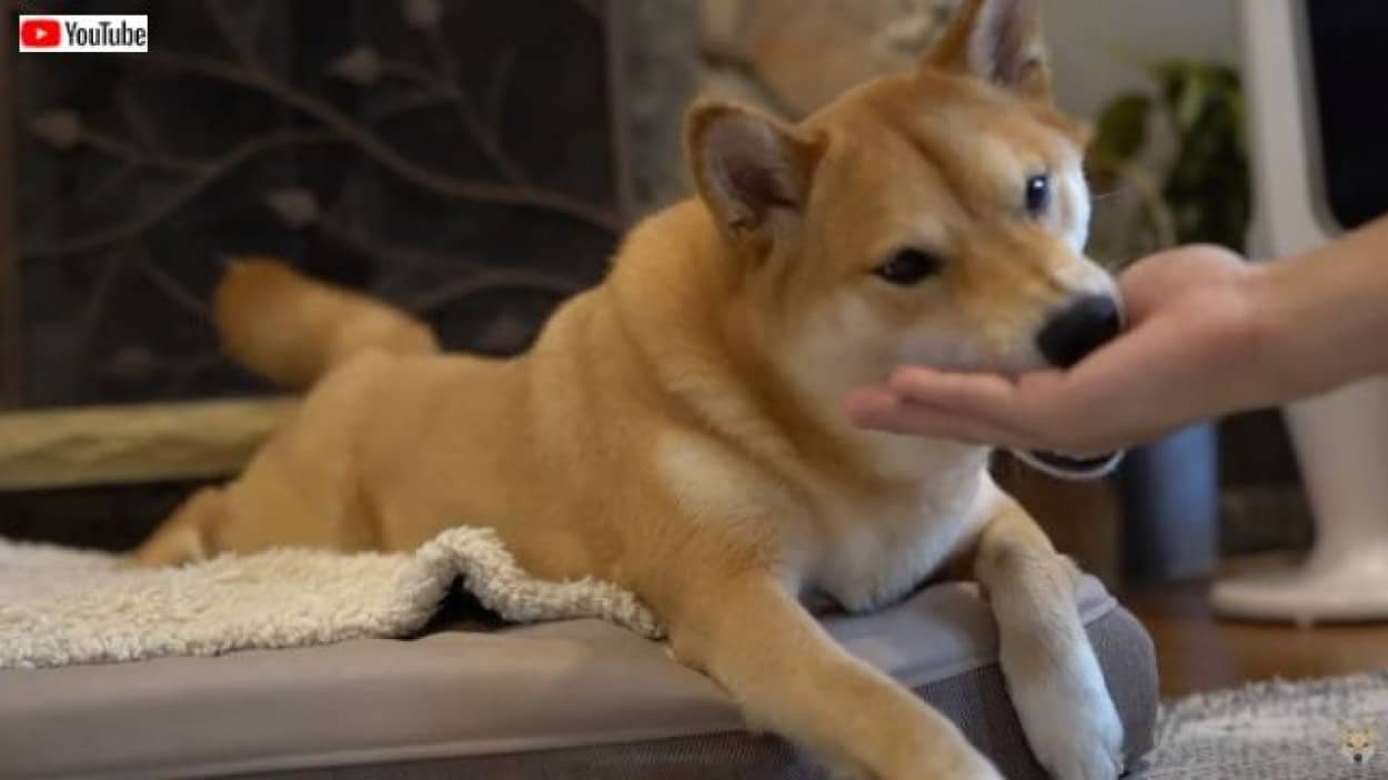 もう いつまでやらせるの 柴犬ハルさんにハイタッチをせがんでみた カラパイア