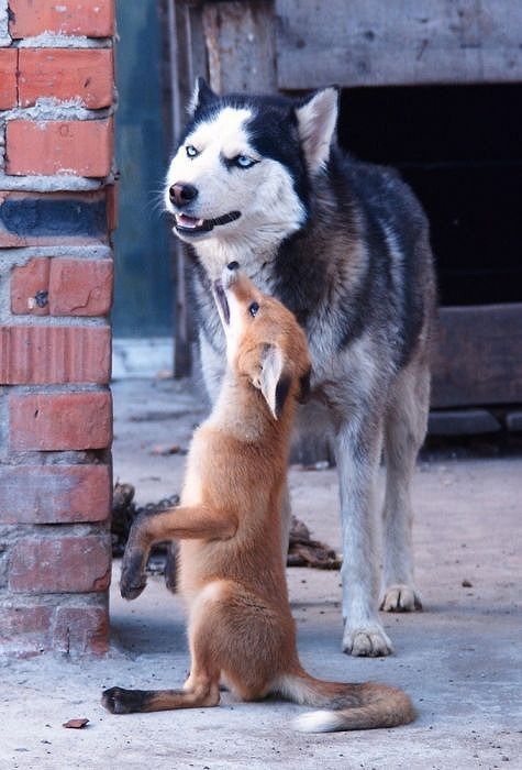 pets_68