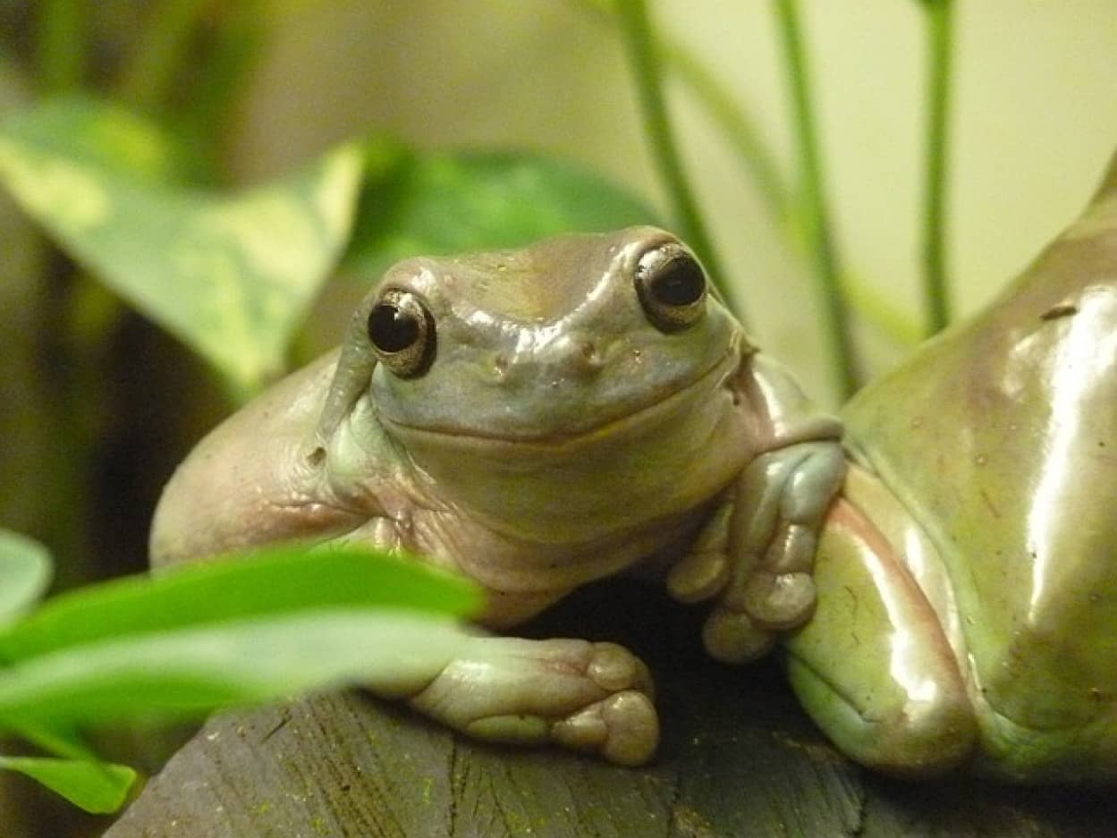 coral-finger-tree-frog-g4d131630e_640