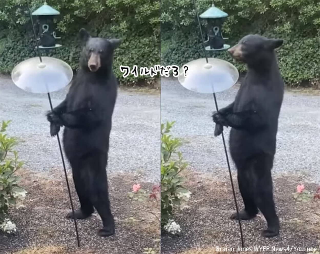 クマの二足立ちがあまりにも人間っぽい