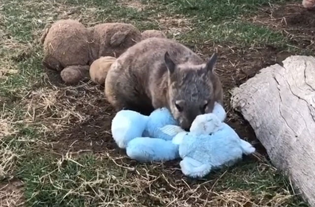 ウォンバット流ぬいぐるみの遊び方は意外にも激しかった