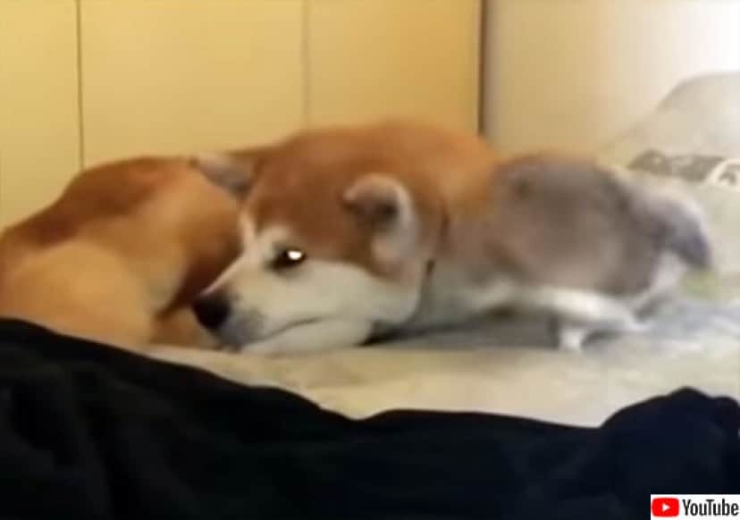 秋田犬が大好きなウサギ 眠たそうな犬の近くでピョンピョンした後 身を寄せ合って仲良くお昼寝 カラパイア 秋田犬が大好きなウサギ 眠たそうな犬の近くでピョンピョンした後 身を寄せ合って仲良くお昼寝 カラパイア