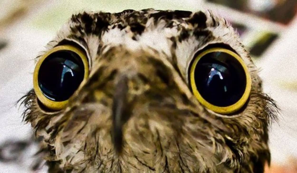 七色の顔を持つ猛禽 それがタチヨタカさんだ カラパイア 七色の顔を持つ猛禽 それがタチヨタカさんだ カラパイア