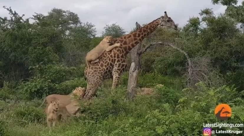 絶対に生きることをあきらめない 背中にライオンを乗せたまま歩くキリン カラパイア 絶対に生きることをあきらめない 背中にライオンを乗せたまま歩くキリン カラパイア