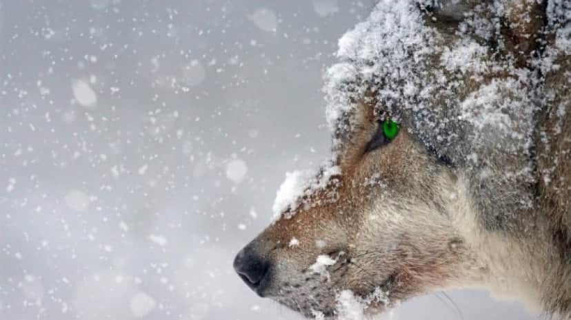 wolf_pixabay_4