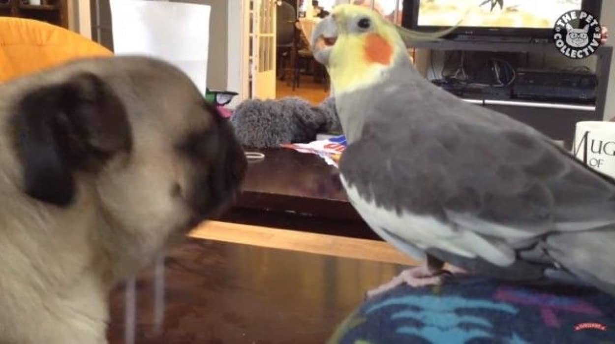 鳥ってこんなに楽しいヤツらだったっけ 見てて飽きない鳥たちの所業総集編 カラパイア