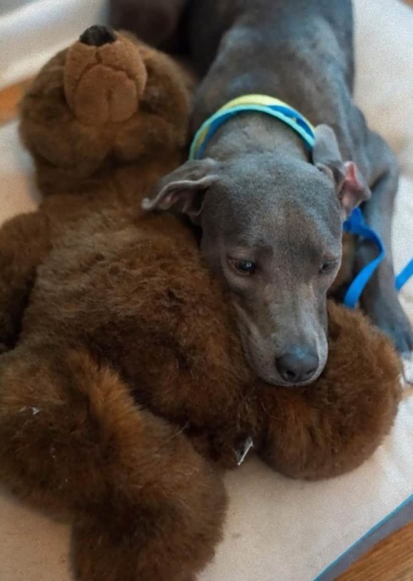 クマのぬいぐるみと共に捨てられた犬 ぬいぐるみにぎゅっと身を寄せ恐怖を耐え忍び ようやく幸せに巡り合えるまでの物語 カラパイア