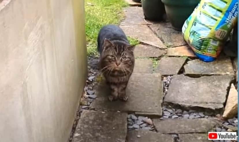straycat1_640