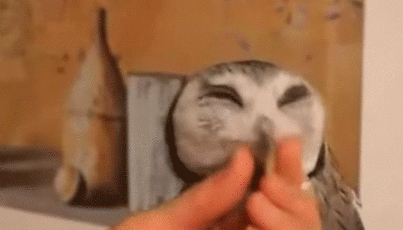 フクロウのツンとデレの落差が激しすぎた カラパイア フクロウのツンとデレの落差が激しすぎた カラパイア