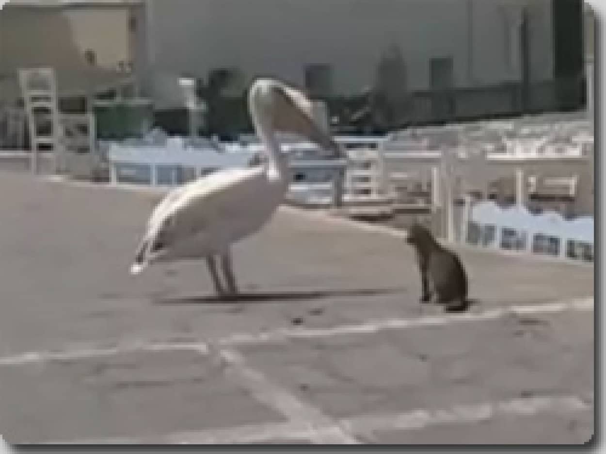 ペリカンｖｓ猫 白昼の戦い カラパイア