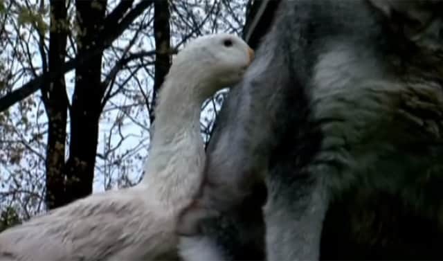 親友を失い失意の犬の元にやってきたのは1羽のアヒルだった 種族を超えた新たな友情に町中ほっこり アメリカ カラパイア