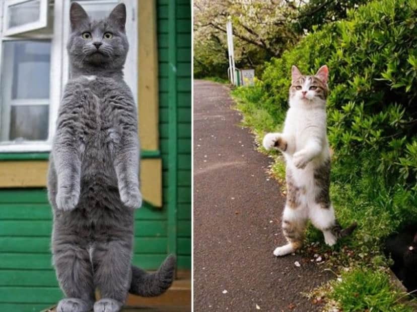 standing-cats11_e