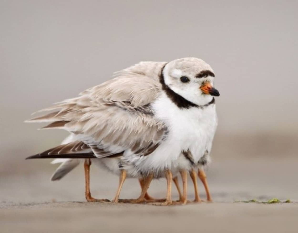 カラパイア 動物