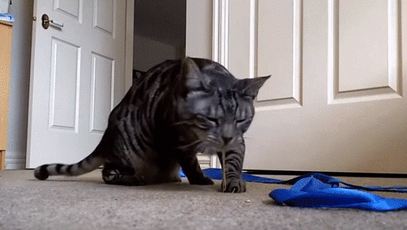 輪ゴムを前にすると挙動不審となる猫たちの映像総集編 カラパイア 輪ゴムを前にすると挙動不審となる猫たちの映像総集編 カラパイア