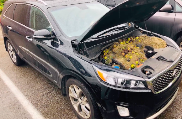 開けてびっくり 車のボンネットの中にリスが大量に食料を備蓄していた件 アメリカ カラパイア 開けてびっくり 車のボンネットの中にリスが大量に食料を備蓄していた件 アメリカ カラパイア