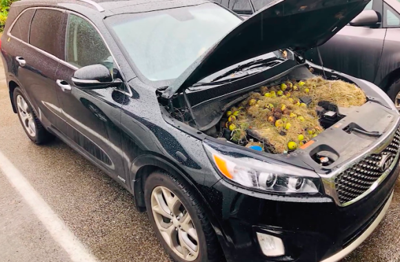 開けてびっくり 車のボンネットの中にリスが大量に食料を備蓄していた件 アメリカ カラパイア