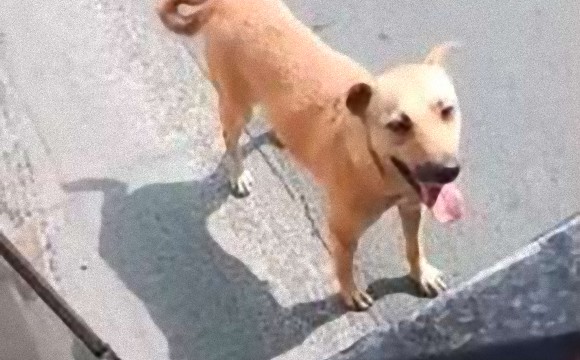 フィリピンの乗り合いタクシー「ジープニー」を追いかけ続けた野良犬、その必死さに根負けした運転手は犬を乗せることに。更には飼い主になった！（フィリピン）