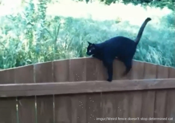 猫かっこいい画像 黒猫さんマジかっこいい 厳選黒猫画像枚と黒猫にまつわる話 猫画像まとめ