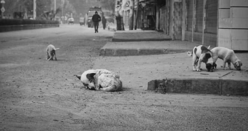 street-dogs-5903305_640_e