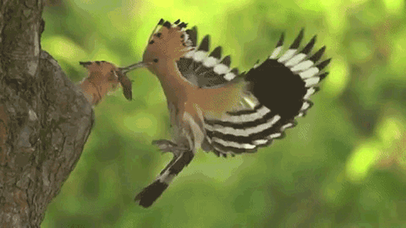 配色スタイリッシュな鳥 ヤツガシラ がヒナに餌を与える美しい動画 カラパイア 配色スタイリッシュな鳥 ヤツガシラ がヒナに餌を与える美しい動画 カラパイア