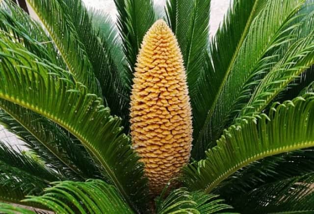 温暖化の影響で植物が長い眠りから目覚める イギリスで6000万年ぶりにソテツの雄花と雌花が開花 イギリス カラパイア 温暖化の影響で植物が長い眠りから目覚める イギリスで6000万年ぶりにソテツの雄花と雌花が開花 イギリス カラパイア