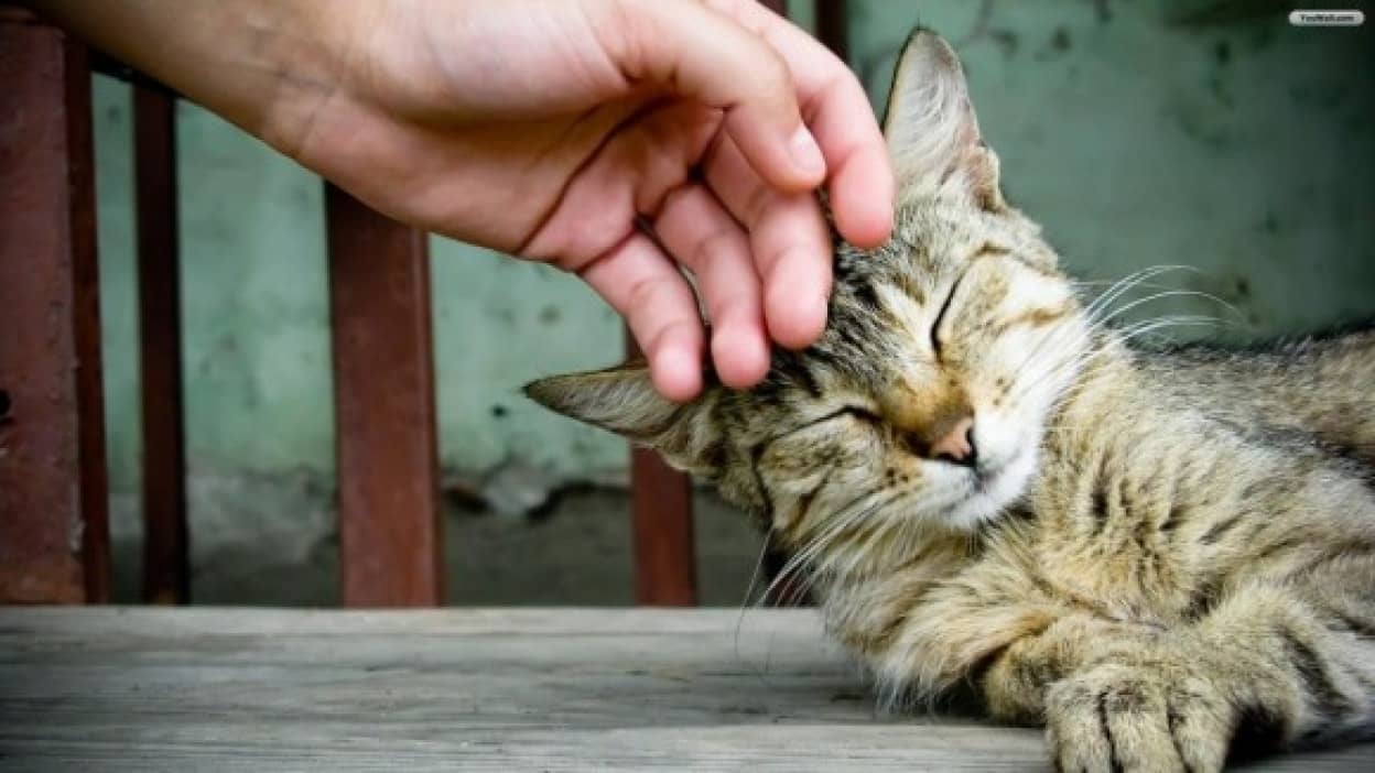 気まぐれなのは仕様です 猫は撫でられるとストレスを感じる時もある 猫のストレスを解消する5つの方法 カラパイア