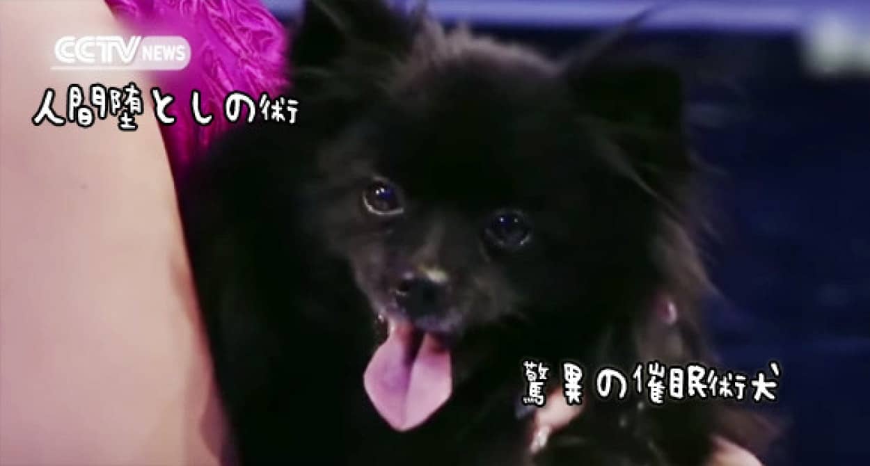 総勢11人が術にかかり眠りに落ちてスタジオパニック これが驚異の催眠犬だ カラパイア