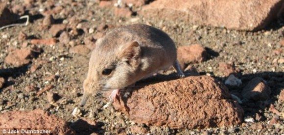 かわいい新種案件 しゅんと長い鼻とぽってりな胴体 ハネジネズミの新種が発見される ナミビア カラパイア